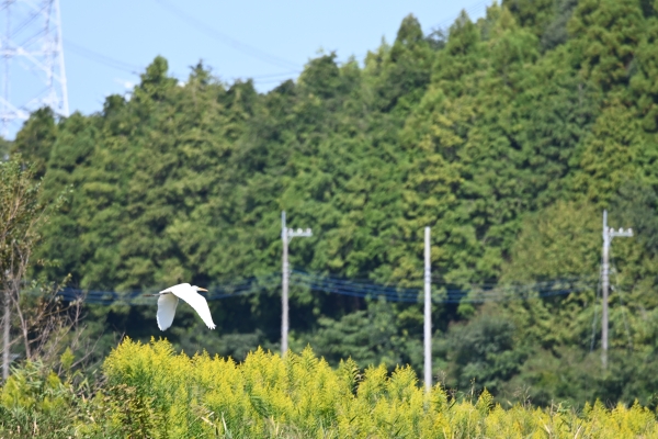 DSC_1263