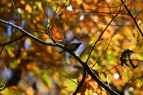 DSC_0803